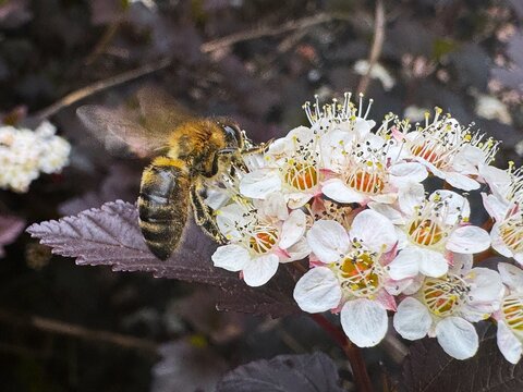 Macro photography of a bee collecting pollen on a white flower