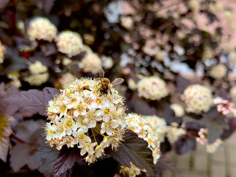 Bee sitting on a wild flower