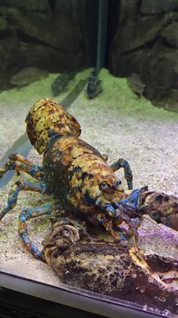 Vertical video of a rare multicolored marble lobster in an aquarium close up.