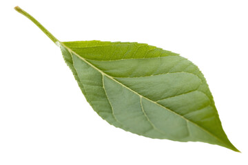 Obraz premium Light green leaf with stem on white background isolated isolated on a transparent background