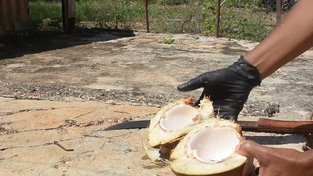 Cutting Open Green Coconut with a Machete and Displaying the Internal Jelly
