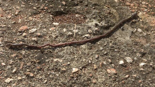 Close-up of an Earthworm Being Bitten by Ants While Crawling on Concrete Pavement