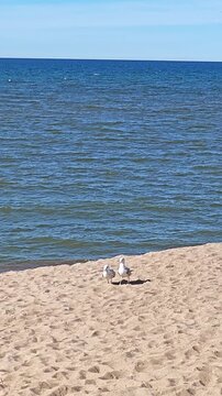 Vertical video of two seagulls fighting or playing on a sandy beach by the sea.