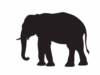 Fototapeta premium Majestic elephant silhouette standing proudly in natural setting