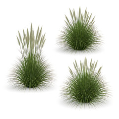 Three green plants in different stages of growth on a white background. isolated on white background