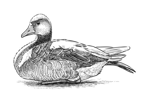 One wild duck bird, realistic sketch, vector hand drawn illustration