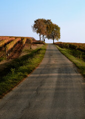 Foto scattata lungo "L'aureliana", la strada che collega Capriata d'Orba con San Cristoforo durante il periodo autunnale. © Diego