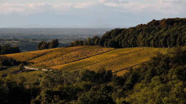 Foto scattata nei vigneti attorno le colline tassarolesi durante il periodo autunnale in provincia di Alessandria.
