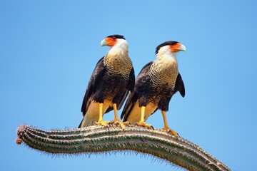 Couple of Crested Caracara known as Warawara pearching on the cactus, Bonaire, Caribbean Netherlands