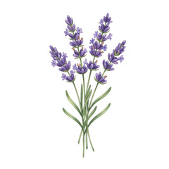 Obraz premium Beautiful lavender flowers bouquet illustration isolated on transparent background