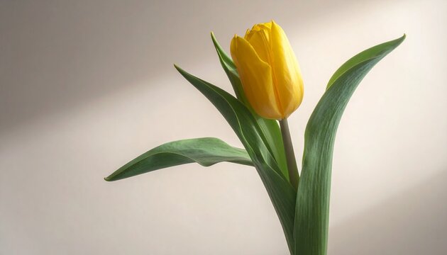 Gelbe Tulpe mit zartem Schattenverlauf