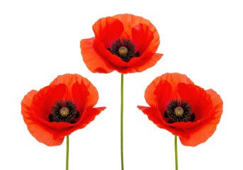 Obraz premium three vibrant red poppy flowers featuring ruffled petals and dark stamens, isolated on a transparent background, top-down flat lay. concept of serene beauty and remembrance