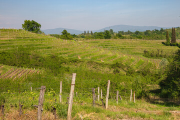 Obraz premium Lush Green Terraced Vineyards in Spring Landscape