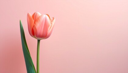 Fototapeta premium Lachsfarbene Tulpe im minimalistischen Stil