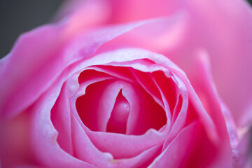 ピンクのバラの花のアップ
