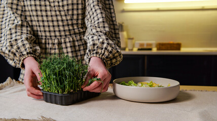 Hands harvesting fresh pea shoots from a tray for a healthy salad preparation