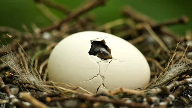 A baby bird hatches from a cracked egg in its nest, signifying new life and beginnings