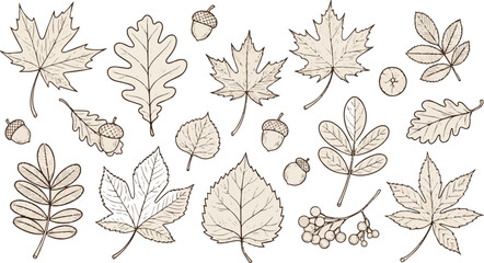 Fototapeta premium Autumn Botanical Line Art Set – Hand Drawn Leaves, Acorns, and Berries Vintage Nature Illustrations