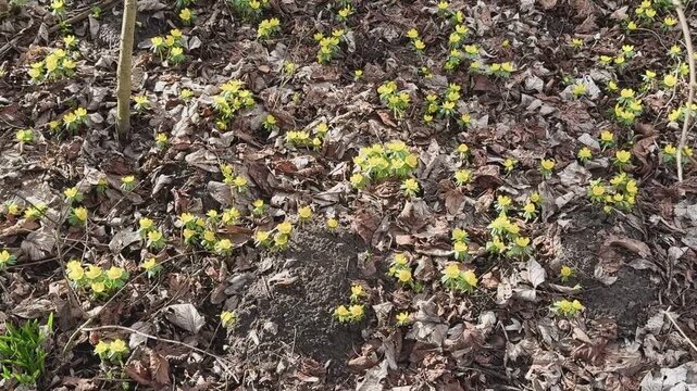 Die ersten gelben Blumen (Winterlinge) sprie&szlig;en am Ende des Winters aus dem Boden