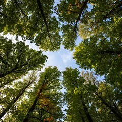 Obraz premium Tall green trees with blue sky and clouds