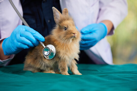 veterinarian doctor hands using stethoscope for examining a rabbit