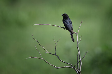 Obraz premium Fork-tailed Drongo (Dicrurus adsimilis) Perched on Bare Branch Against Vibrant Green Background in Botswana