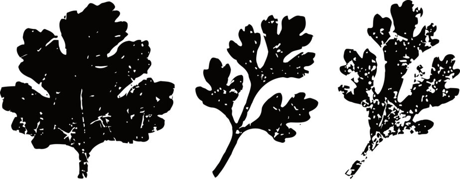 Three detailed vintage black botanical leaf and foliage illustrations isolated on white background