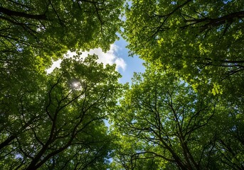 Fototapeta premium Tall trees with green leaves and blue sky