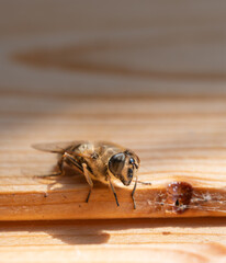 Wildbiene auf Bl&uuml;te im Garten 