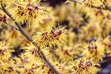 gelbe Bl&uuml;ten von Hamamelis