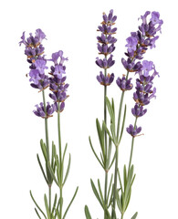Obraz premium Purple lavender flowers on green stems isolated on a transparent background