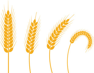 Golden Wheat Ear Illustration Set with Ripe Grain Spikes, Agricultural Harvest Elements, and Organic Cereal Crop Design for Farming and Food Projects