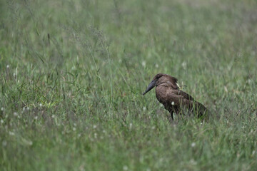 Fototapeta premium Hamerkop (Scopus umbretta) Standing in Tall Green Grasslands of Botswana Savanna