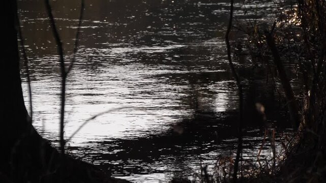 full-flowing river silhouette of trees view from the forest