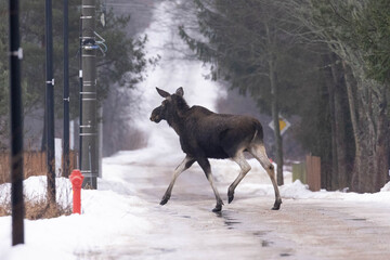 Fototapeta premium Ein Elch überquert eine schneebedeckte Strasse