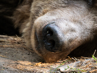 Fototapeta premium Nose of a bear close-up. Snout of an Eurasian brown bear (Ursus arctos) with the sensitive organ. Male animal sleeping on the ground.