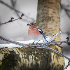 A male chaffinch sits on a snow-covered tree branch in winter with a seed in its beak