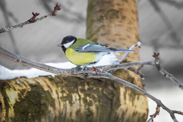 A titmouse on a branch on a winter day, close-up