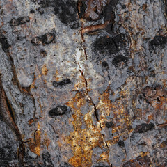Detailed macro of rough tree bark texture