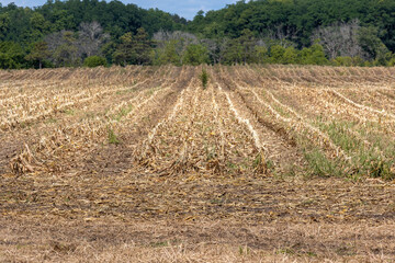 farm field after harvest