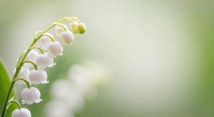 Close-up of lily of the valley flowers with soft green background  