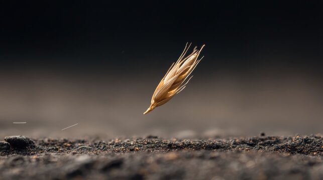 Wheat grain falling midair above dark soil furrow