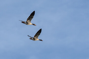 Obraz premium Zwei Graugänse am Himmel fliegen in Freiheit