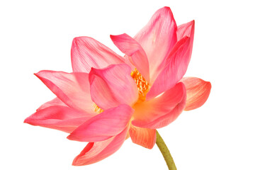 Obraz premium Elegant Pink Lotus Flower Blooming with Radiant Petals and Stamen