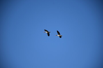 Two birds flying together in clear blue sky