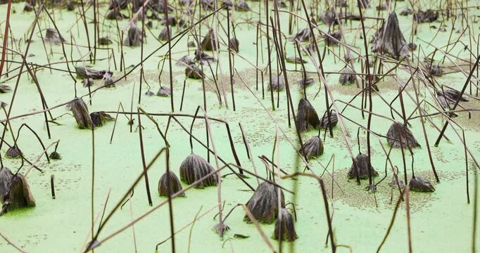 Cinematic wide shot of withered brown lotus stalks in a vibrant green duckweed pond. Represents Eastern Zen wabi-sabi aesthetics, corporate resilience, and the eternal cycle of life and rebirth.