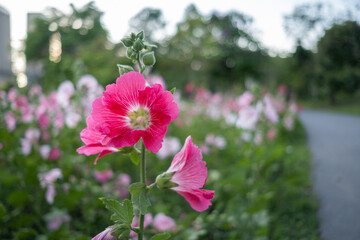 pink flowers in the garden
