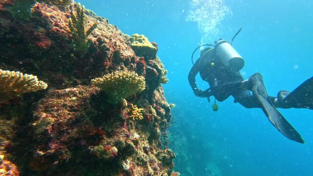 Scuba diver observing dynamic marine ecosystem, swimming past a colorful coral reef in the clear blue waters of Fiji during an underwater exploration creating bubbles ascending towards the surface
