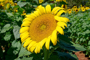 Large center sunflower in bloom