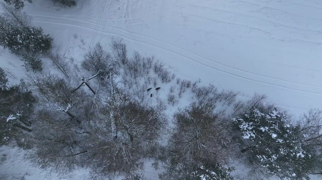 Aerial view shows three deer moving in a snowy Belarus clearing with a power pole, overhead lines, a fallen tree, and parallel field tracks in diffuse daylight.